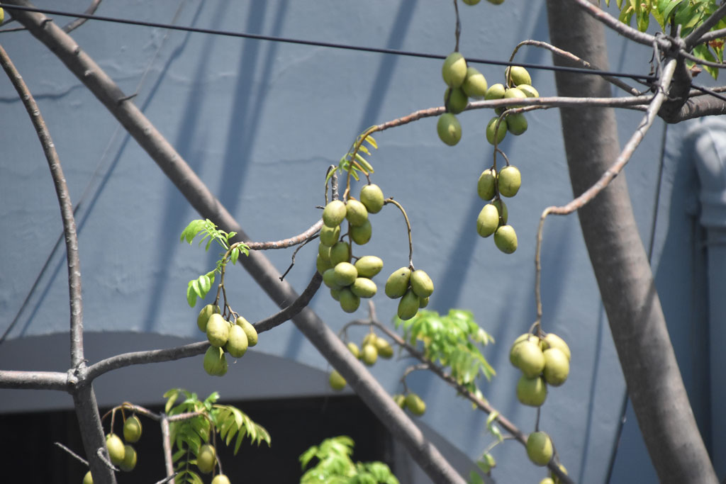 বিলাতি আমড়া ঝুলছে গাছের ডালে ডালে। পাতা সব ঝরে পড়েছে, শুধু আমড়াই দৃশ্যমান। ছবিটির রাজশাহীর কোর্ট চত্বর এলাকা থেকে তোলা। ছবি: মিলন শেখ