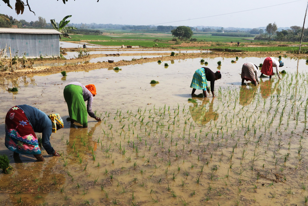 বরেন্দ্র অঞ্চলে বোরো ধান আবাদের ভরা মৌসুম চলছে। ক্ষুদ্র নৃগোষ্ঠীর নারীরা চারা রোপণের কাজে ব্যস্ত সময় পার করছেন। রাজশাহীর গোদাগাড়ী উপজেলার দেওপাড়া ইউনিয়নের পালপুর গ্রামের মাঠে। ছবি: মিলন শেখ