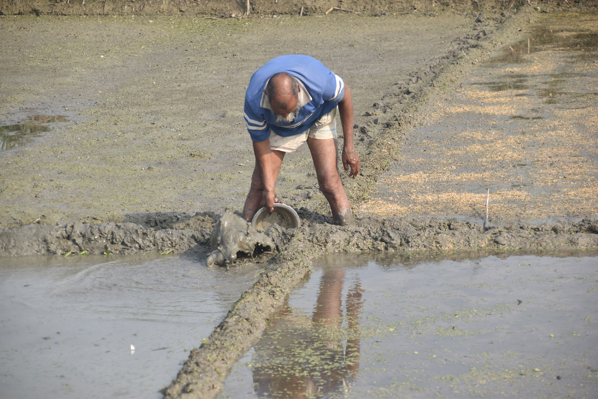 আসন্ন আবাদ মৌসুমের প্রস্তুতি হিসেবে ধানের বীজতলা তৈরির কাজে সকাল থেকে ব্যস্ত সময় পার করছেন এক কৃষক। রোদ-ঘামে ভেজা মাঠে পরম যত্নে চারা তৈরির এই কাজ কৃষিজীবনের চিরচেনা দৃশ্য। রাজশাহীর পবা উপজেলার নওহাটা পৌরসভা এলাকার একটি জমি থেকে তোলা। ছবি: মিলন শেখ