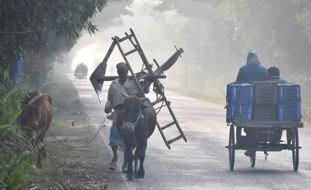 কুয়াশা ভরা সকালে নতুন আবাদের জন্য কৃষক মই, লাঙল, গরু নিয়ে যাচ্ছেন মাঠে। রাজশাহীর পবা উপজেলার পারিলা ইউনিয়নের আশরাফ মোড় এলাকার বাইপাস রোড থেকে তোলা। ছবি: মিলন শেখ