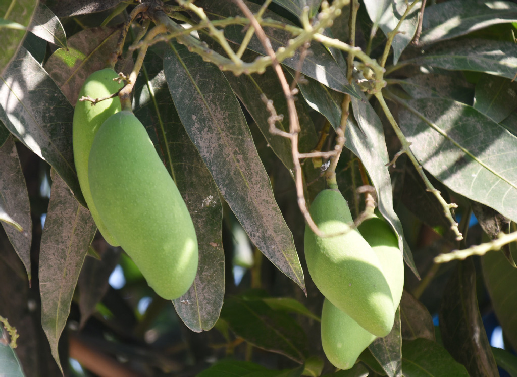 দিনের ছবি (৮ এপ্রিল, ২০২৬)