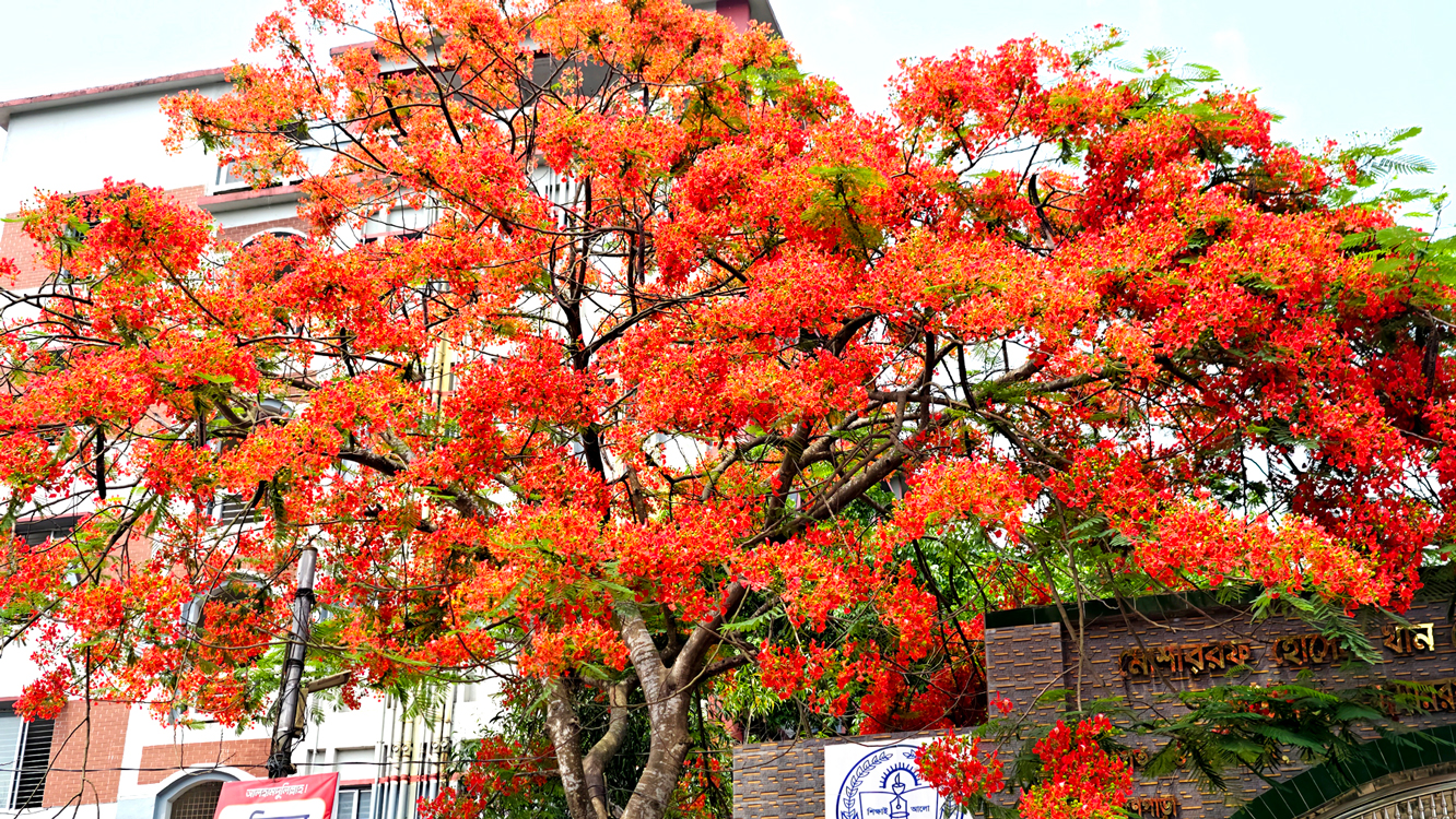 ব্রাহ্মণপাড়ায় কৃষ্ণচূড়া ফুলে রাঙা প্রকৃতি। সড়ক, স্কুল ও গ্রামজুড়ে ছড়ানো সৌন্দর্যে মুগ্ধ মানুষ। মোশাররফ হোসেন খান চৌধুরী বিশ্ববিদ্যালয় কলেজের প্রধান ফটক থেকে আজ সকালে তোলা। ছবি: আজকের পত্রিকা