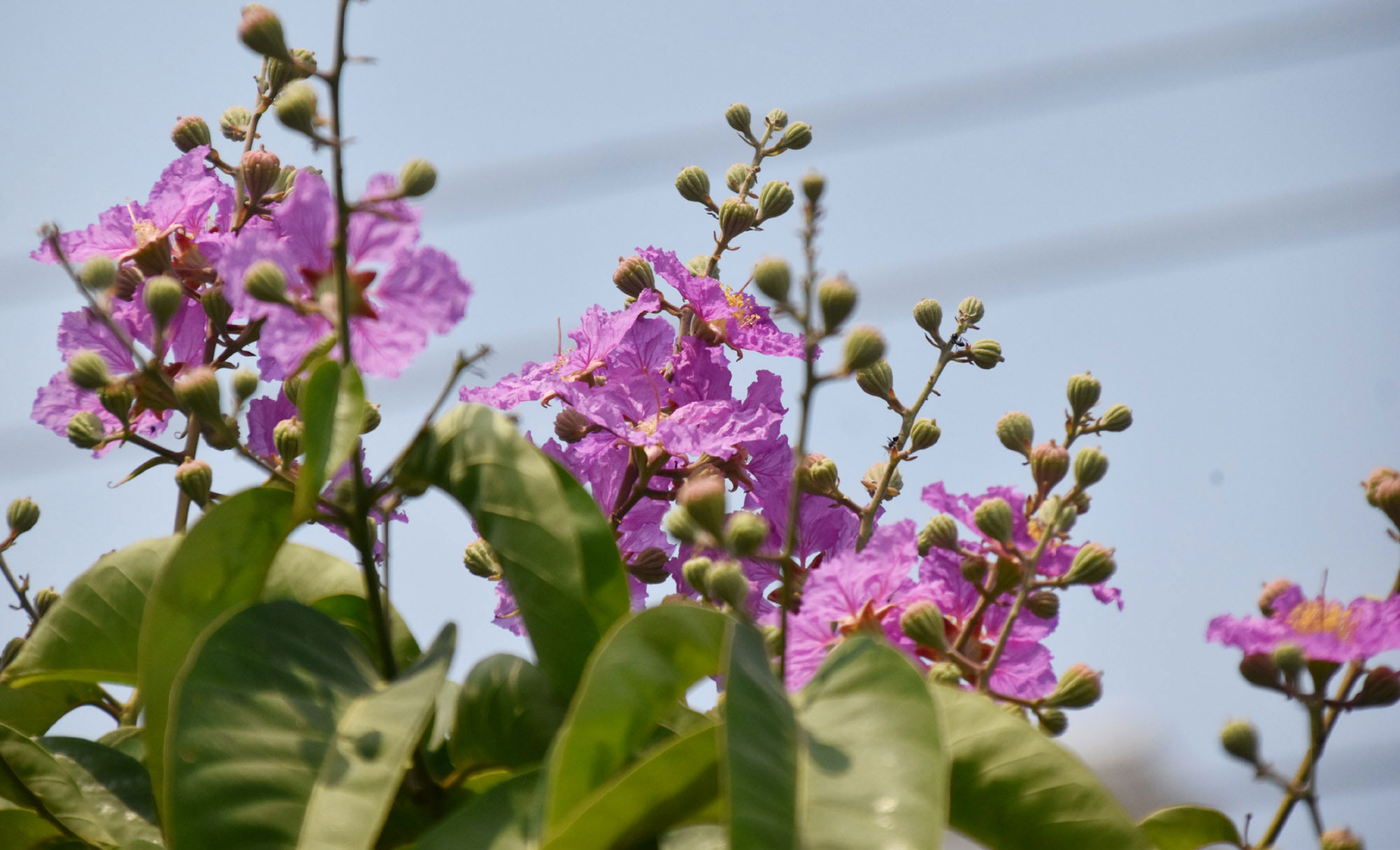 জারুল ফুলের হালকা বেগুনি আভায় যেন উজ্জ্বল হয়ে উঠেছে চারপাশ। জারুলগাছ (Lagerstroemia speciosa) প্রাইড অব ইন্ডিয়া বা কুইন্স ক্রেপ মার্টল নামে পরিচিত। এটি ক্রান্তীয় দক্ষিণ এশিয়ার একটি স্থানীয় পর্ণমোচী গাছ। এর ফুলগুলো ক্রেপ পেপারের মতো সূক্ষ্ম ও কোঁচকানো। রাজশাহী নগরীর পুলিশ লাইনস এলাকা থেকে তোলা। ছবি: মিলন শেখ