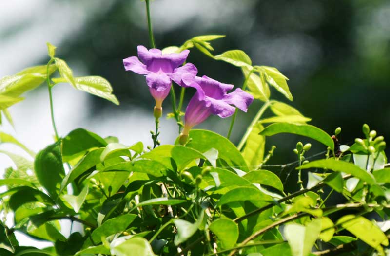 থুনবার্গিয়া ইরেক্টা, যাকে বুশ ক্লক ভাইন নামেও ডাকা হয়। পশ্চিম আফ্রিকার স্থানীয় এই ফুলগাছের বর্তমানে ভারতসহ বিশ্বের নানা অঞ্চলে শোভাময় গাছ হিসেবে ব্যাপকভাবে চাষ হচ্ছে। গাছটির প্রধান বৈশিষ্ট্য হলো এর গাঢ় সবুজ, ডিম্বাকৃতির পাতা এবং শিংয়ের মতো আকৃতির আকর্ষণীয় বেগুনি ফুল। মূলত শোভাবর্ধক উদ্ভিদ হিসেবেই এর কদর বেশি। ছবিটি রাজশাহীর গোদাগাড়ী উপজেলার দেওপাড়া এলাকা থেকে তোলা।  ছবি: মিলন শেখ