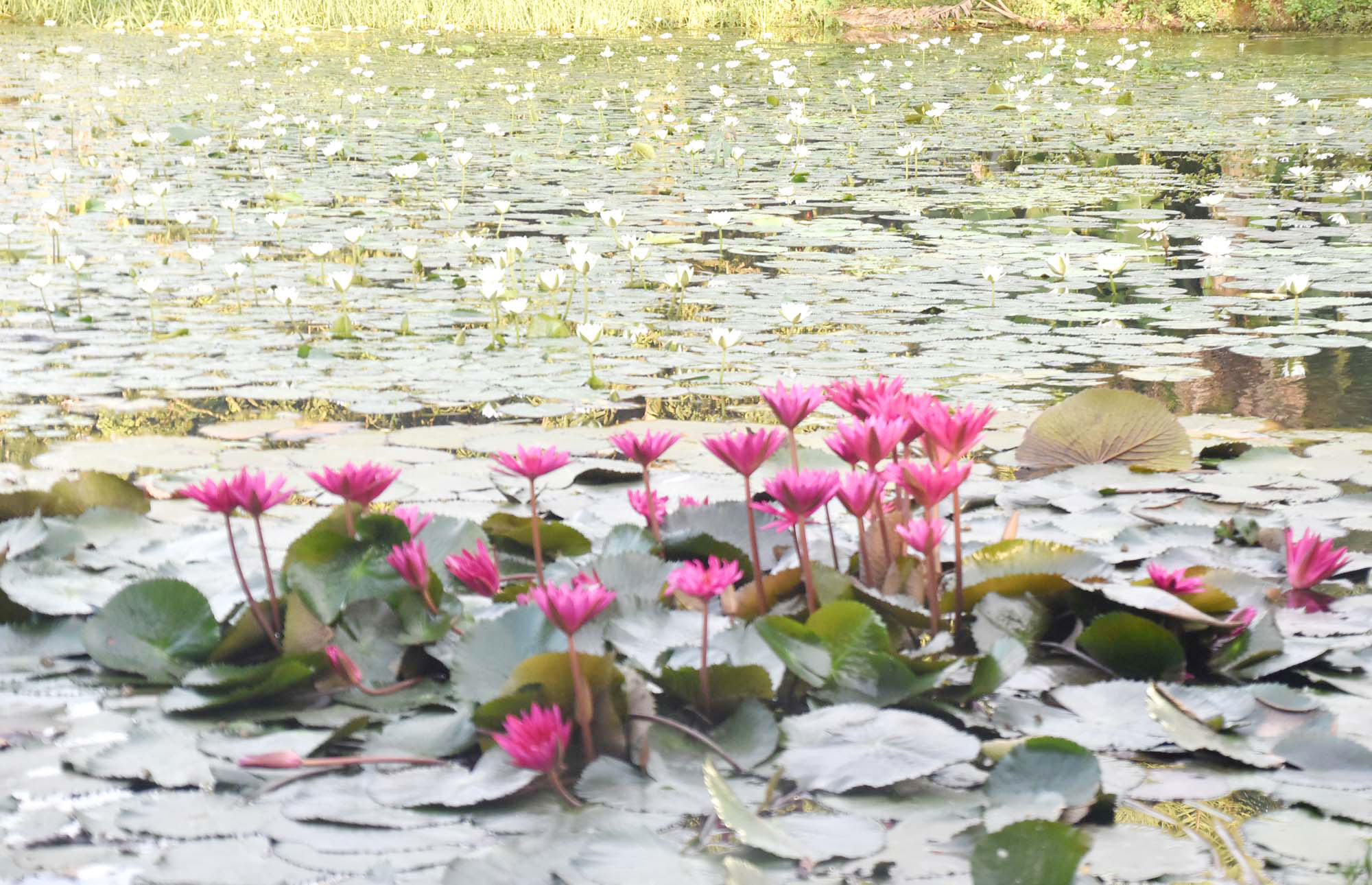 সাদা ও লাল শাপলা। উভয়ই বাংলাদেশে পাওয়া যায়; সাদা শাপলা বাংলাদেশের জাতীয় ফুল হলেও লাল শাপলা (রক্তকমল) একটি ভিন্ন প্রজাতি, যা লালচে সবুজ পাতা ও ডাবল লাল রঙের ফুল বহন করে। এ দুই ধরনের শাপলা বিভিন্ন বিল ও জলাশয়ে দেখা যায়, বিশেষ করে বর্ষা ও শরতের সময় এদের অপরূপ সৌন্দর্য উপভোগ করা যায়। সম্প্রতি রাজশাহী নগরের দায়রা পাক এলাকার একটি পুকুরে। ছবি: মিলন শেখ