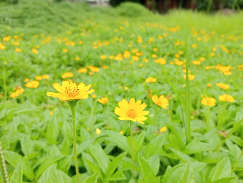 সিঙ্গাপুর ডেইজি নামে পরিচিত এই দ্রুত বর্ধনশীল লতানো বহুবর্ষজীবী উদ্ভিদ সাধারণত গ্রাউন্ডকভার হিসেবে ব্যবহৃত হয়। গ্রীষ্মমণ্ডলীয় জলবায়ুতে জন্মানো এই উদ্ভিদে ফুটে থাকে উজ্জ্বল হলুদ রঙের ডেইজিসদৃশ ফুল। রাজশাহী নগরীর মেহেরচণ্ডী কড়ইতলা পশ্চিমপাড়া এলাকার একটি মাঠজুড়ে ফুটেছে এই ফুল। ছবিটি আজ সকালে তোলা। ছবি: মিলন শেখ