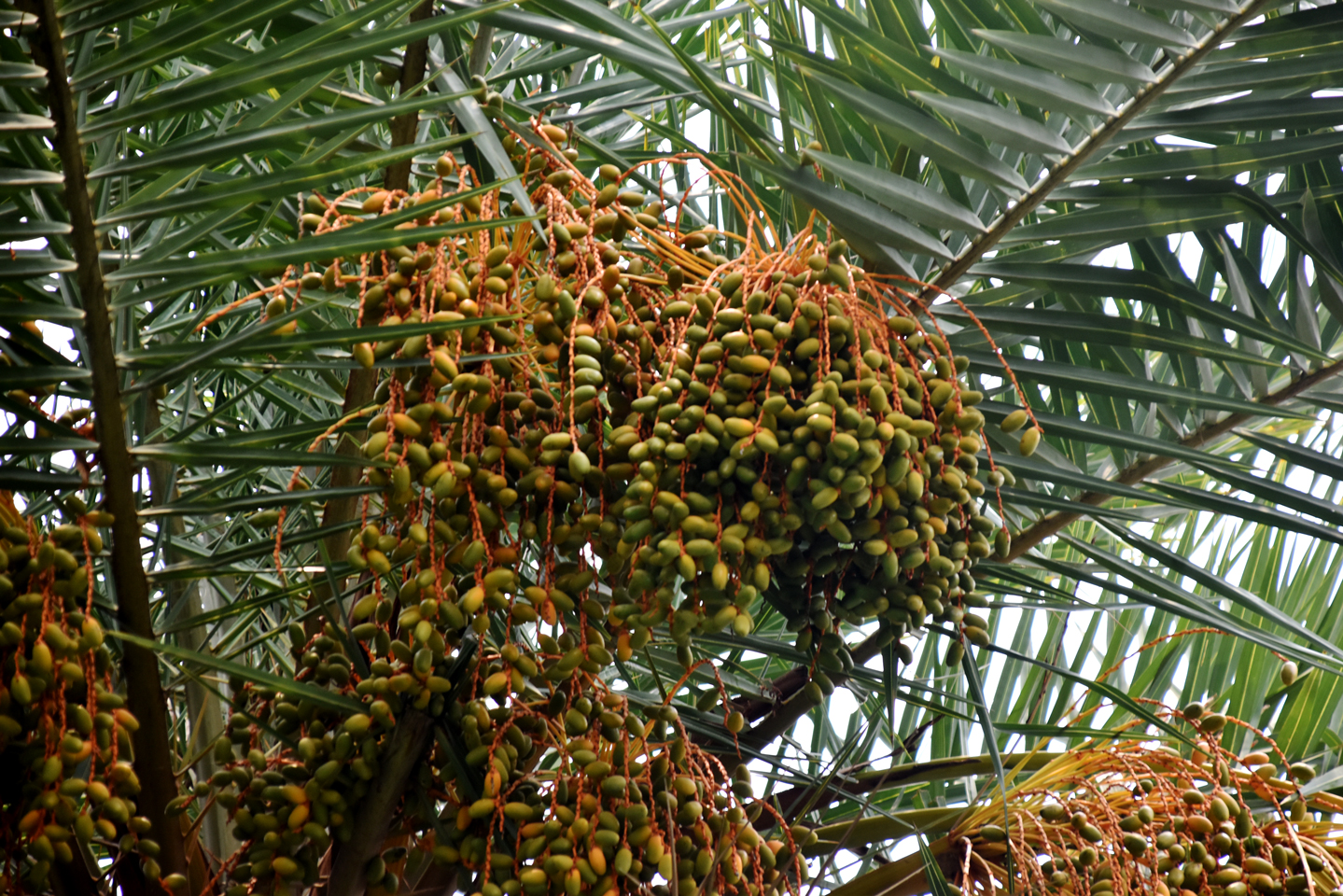গ্রীষ্মের আগমনী বার্তা নিয়ে রাজশাহীর সিটি বাইপাস এলাকার খেজুরগাছে থোকায় থোকায় ঝুলছে কাঁচা-পাকা খেজুর। রোদ ঝলমলে প্রকৃতির মাঝে মৌসুমি এই ফলের এমন মনোমুগ্ধকর দৃশ্য নজর কাড়ছে পথচারীদের। সম্প্রতি রাজশাহীর সিটি বাইপাস এলাকা থেকে তোলা। ছবি: মিলন শেখ
