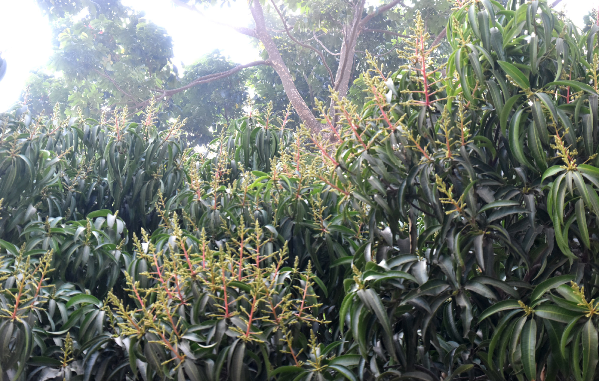 ঘন কুয়াশা আর কনকনে শীতের মধ্যেও প্রকৃতি থেমে নেই। ডালে ডালে উঁকি দিতে শুরু করেছে আমের মুকুল। শীতের এই নীরব সকালে মুকুলে ভরা আমগাছ যেন আগাম বসন্তের বার্তা দিচ্ছে। রাজশাহী নগরীর কেশবপুর পুলিশ হাসপাতালের গেটের সামনে থেকে তোলা। ছবি: মিলন শেখ