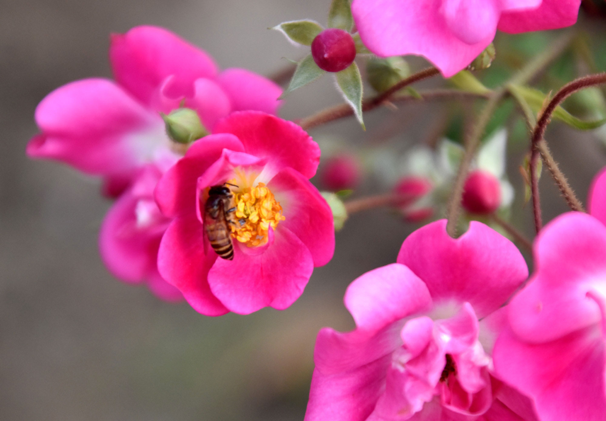 গোলাপ ফুল থেকে মধু সংগ্রহে ব্যস্ত সময় পার করছে মৌমাছি। শীতের নরম আলোয় যেন প্রকৃতি ও প্রাণের নিবিড় সহাবস্থান ফুটে উঠেছে। রাজশাহী নগর ভবনের ফুলবাগান থেকে আজ সকালে তোলা। ছবি: মিলন শেখ