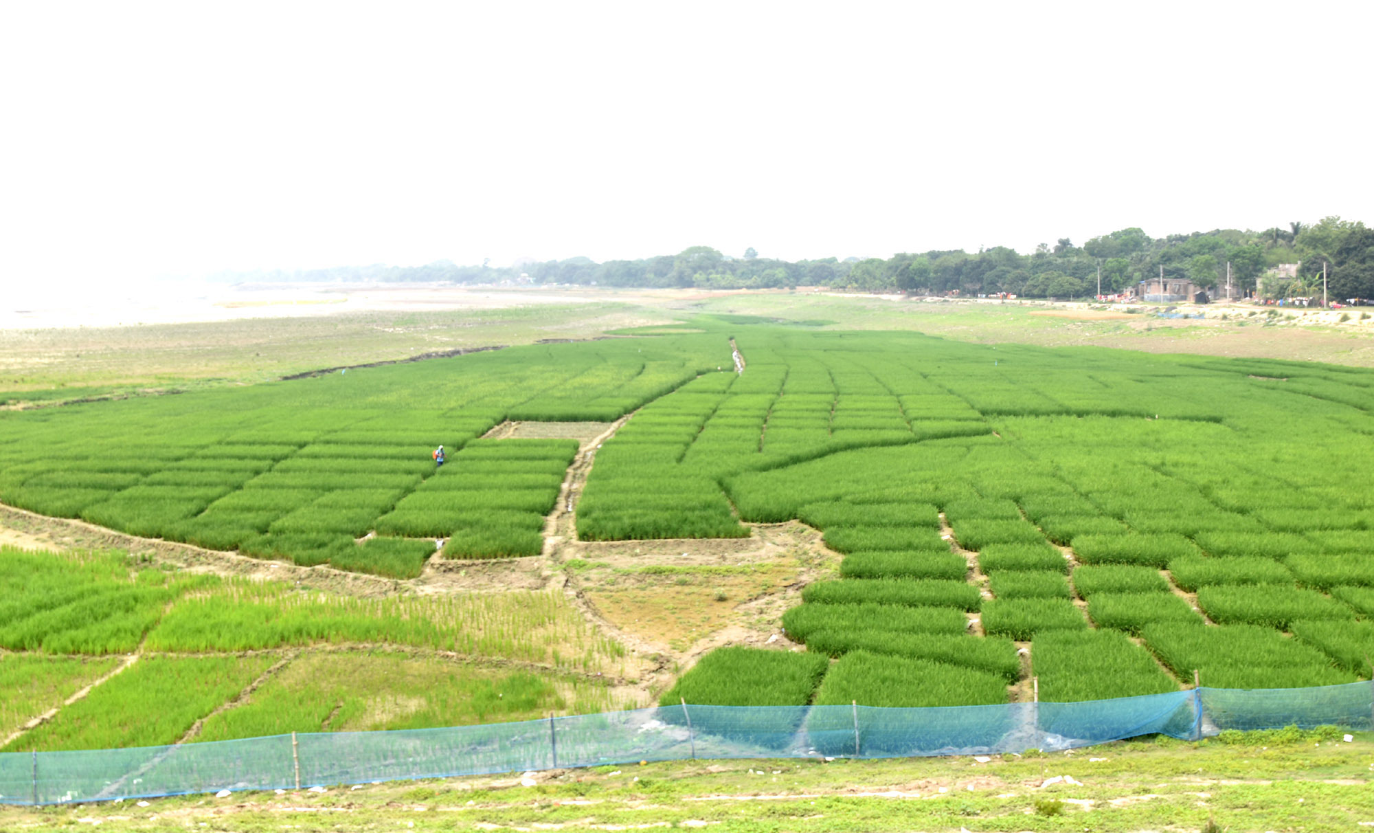 পদ্মা নদীর চরে রোপণ করা হয়েছে ধান। ধানের সেই চারায় শিষ আসতে শুরু করেছে। হৃষ্টপুষ্ট ধান পাওয়ার জন্য কৃষক এখন স্যালো মেশিন দিয়ে পানি ও জমিতে নিয়মিত স্প্রে করছেন। হাই-টেক পার্ক পদ্মা নদীর পার থেকে তোলা। ছবি: মিলন শেখ