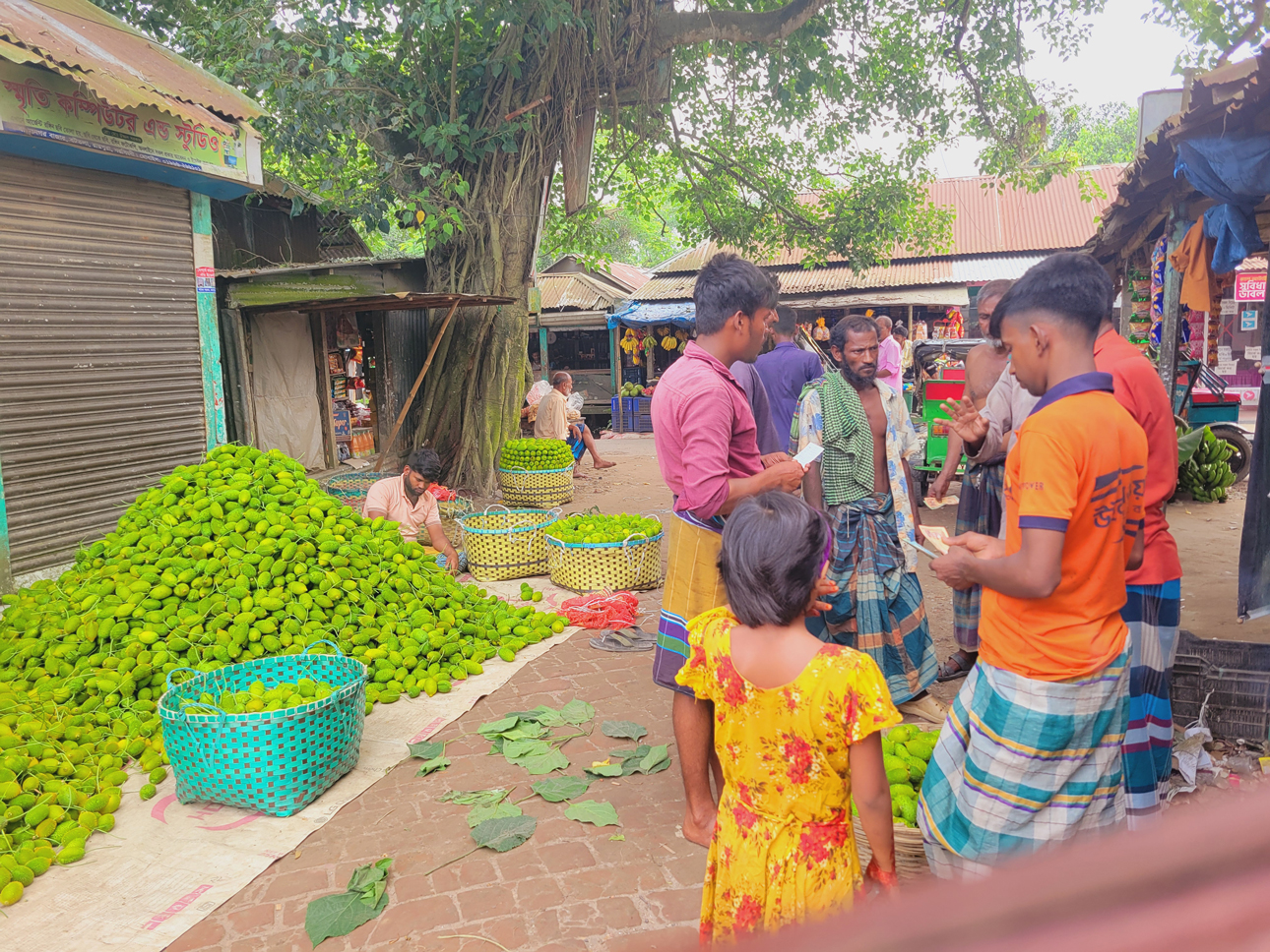 সবজির ভান্ডার হিসেবে পরিচিত নরসিংদীতে এবার কাঁকরোলের বাম্পার ফলন হয়েছে। ভালো দাম পাওয়ায় খুশি কৃষকেরা। স্থানীয় বাজার থেকে কাঁকরোল সংগ্রহ করে দেশের বিভিন্ন আড়তে পাঠানোর জন্য খাঁচায় সাজাতে ব্যস্ত সময় পার করছেন পাইকারেরা। ছবিটি আজ সকালে নরসিংদীর রায়পুরা উপজেলার উত্তর বাখরনগর বাজার থেকে তোলা। ছবি: হারুনূর রশিদ