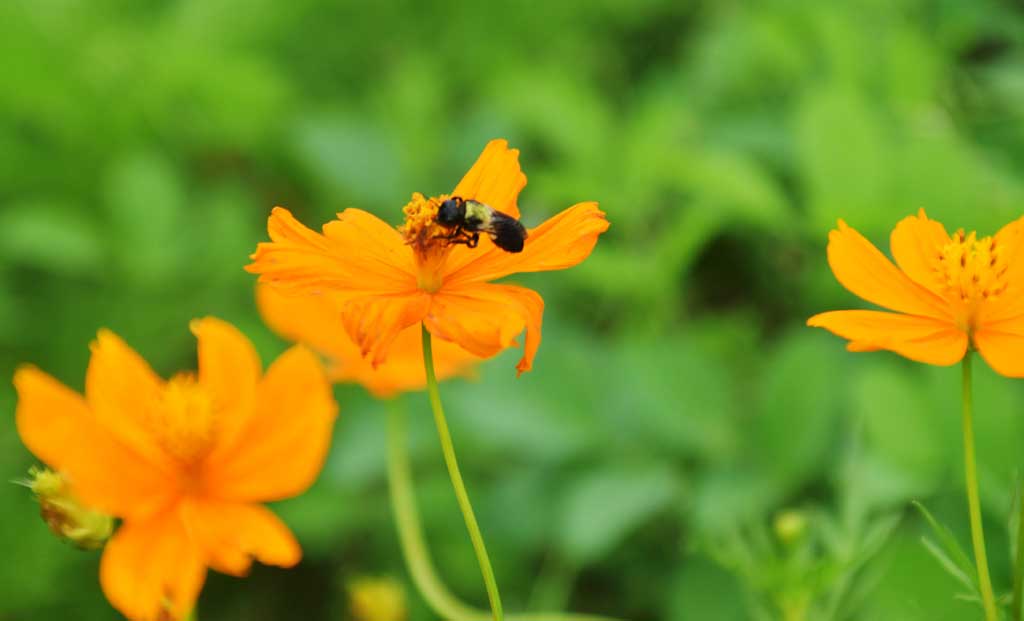 সালফার কসমস (Cosmos sulphureus) ফুলে বসেছে ‘মেঘহীন সালফার’ নামে পরিচিত ফোবিস সেনা প্রজাপতি। এই ফুল থেকে প্রজাপতি ও মৌমাছি মধু আহরণ করে থাকে। ছবিটি রাজশাহী নগরীর আলিফ লাম মিম ভাটা এলাকা থেকে তোলা। ছবি: মিলন শেখ