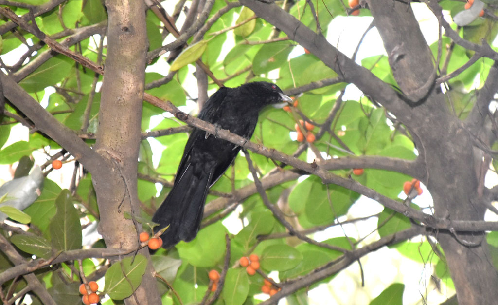 বটগাছের পাকা ফল খাচ্ছে কোকিল পাখিসহ বিভিন্ন রকমের পাখি। ছবিটি রাজশাহী নগরীর শ্রীরামপুর সিমলা পার্ক এলাকা থেকে তোলা। ছবি: মিলন শেখ