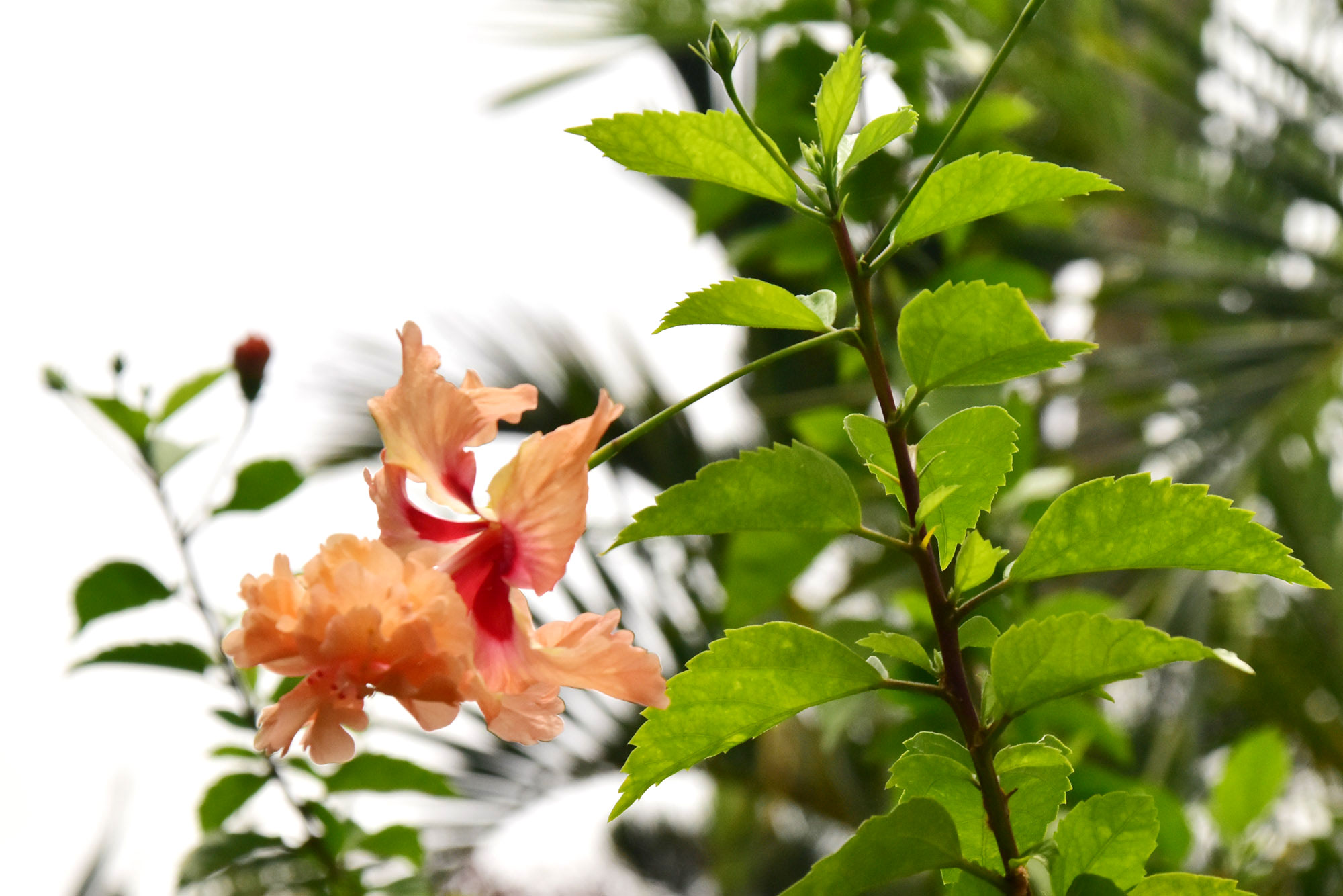 রাজশাহী নগরীর নেসকো (বিদ্যুৎ অফিস) ভবনের সামনের ফুলবাগানে ফুটেছে উজ্জ্বল লাল রঙের চিনিসিশার রোজিনেবিশ (Hibiscus rosa-sinensis)। শান্ত পরিবেশে নজরকাড়া এই ফুল শোভা বাড়িয়েছে অফিস প্রাঙ্গণের। ছবি: মিলন শেখ