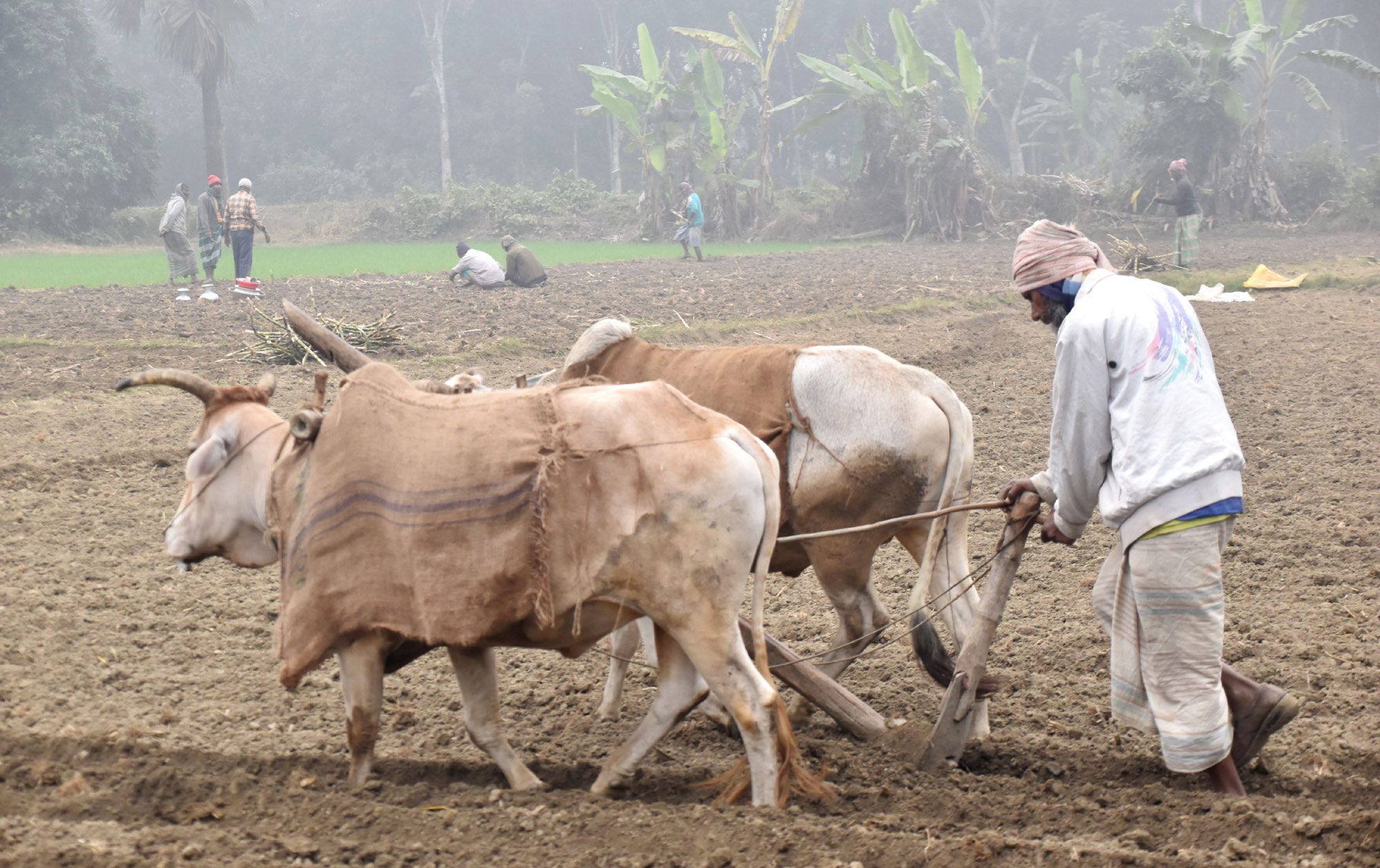 শীতের সকালে ঠাণ্ডা থেকে রক্ষা করতে গরুর গায়ে পাটের বস্তা জড়িয়ে লাঙল দিচ্ছেন এক কৃষক। রাজশাহীর পবা উপজেলার পারিলা ইউনিয়নের উত্তর কাজীপাড়া গ্রাম থেকে আজ সকালে তোলা। ছবি: মিলন শেখ
