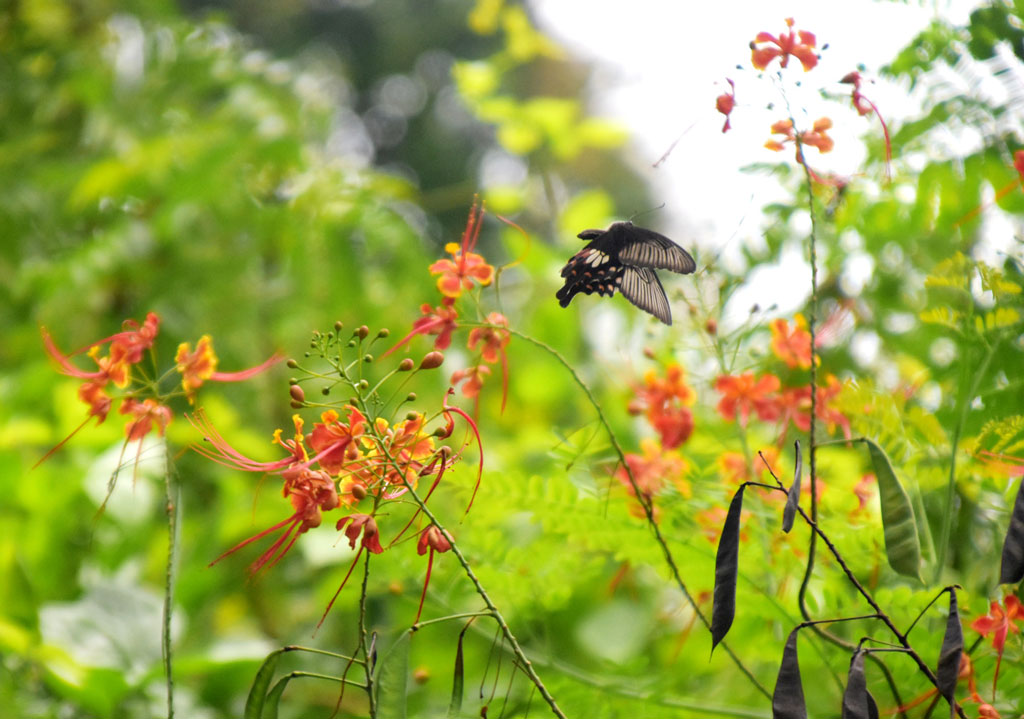 রাজশাহী নগরীর সিমলা পার্ক এলাকায় ফুটেছে ময়ূর ফুল, যার বৈজ্ঞানিক নাম Caesalpinia pulcherrima. এই শোভাময় উদ্ভিদ ‘বার্বাডোস প্রাইড’, ‘প্যারাডাইজের লাল পাখি’ কিংবা ‘বামন পিনকিয়া’ নামেও পরিচিত। রঙিন এই ফুল থেকে মধু আহরণে ব্যস্ত প্রজাপতি। ছবি: মিলন শেখ