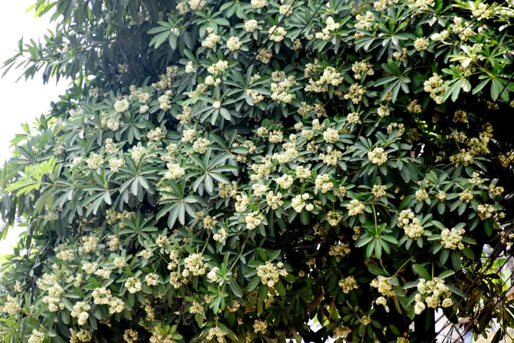 রাজশাহী নগরীর গেটার রোডের কাদিরগঞ্জ এলাকা থেকে লক্ষ্মীপুর মোড় পর্যন্ত সড়কের দুই পাশজুড়ে ছাতিম গাছে ফুটতে শুরু করেছে থোকায় থোকায় সাদা ফুল। সবুজ পাতার ফাঁকে ফুটে থাকা এসব ফুল দূর থেকেই পথচারীদের দৃষ্টি কাড়ছে। ছাতিম ফুলের সৌন্দর্য ও মিষ্টি সুবাসে সড়কের পরিবেশেও যোগ হয়েছে ভিন্ন এক আবহ। ঋতুর পরিবর্তনের সঙ্গে প্রকৃতিতে ছাতিম ফুলের এই আগমন নগরজীবনের ব্যস্ততার মাঝেও পথচারীদের মনে প্রশান্তি এনে দিচ্ছে। ছবি: মিলন শেখ
