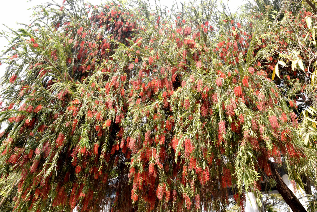 উইপিং বোতলব্রাশগাছ, যার বৈজ্ঞানিক নাম ক্যালিস্টেমন ভিমিনালিস বা মেলালেউকা ভিমিনালিস। এটি একটি চিরসবুজ গুল্ম বা ছোট গাছ, যার ঝুলন্ত ডালপালা ও সরু হালকা সবুজ পাতা রয়েছে। গাছে উজ্জ্বল লাল, বোতল পরিষ্কার করার ব্রাশের মতো নলাকার ফুল ফোটে। অস্ট্রেলিয়ার এই দ্রুতবর্ধনশীল গাছ সাধারণত ৩ থেকে ৬ মিটার পর্যন্ত উঁচু হয় এবং বাগান ও পার্কে শোভাবর্ধনের জন্য রোপণ করা হয়। নগরীর শ্রীরামপুরে রাজশাহী জেলা প্রশাসকের বাসভবনের সামনে থেকে তোলা। ছবি: মিলন শেখ
