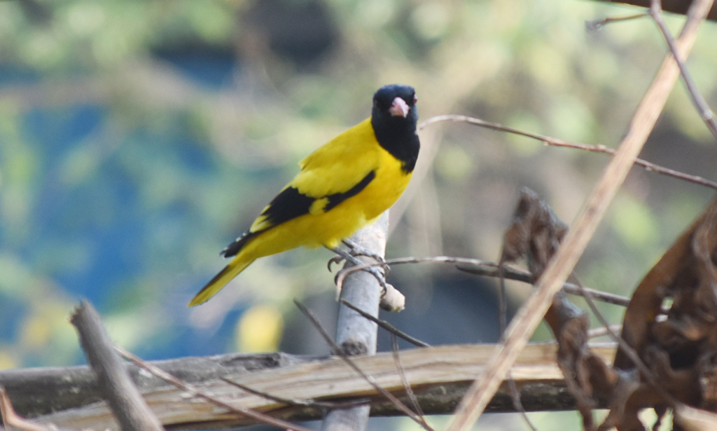 শীত আগমনের প্রাক্কালে প্রকৃতির কোল সেজে ওঠে নতুন রূপে। এর সঙ্গে তাল মিলিয়ে দেখা যায় রং-বেরঙের পাখিদের। তাদের কলকাকলিতে মুখর রাজশাহী নগরীর মেহেরচণ্ডী করইতলা পশ্চিমপাড়া এলাকা। ছবি: মিলন শেখ