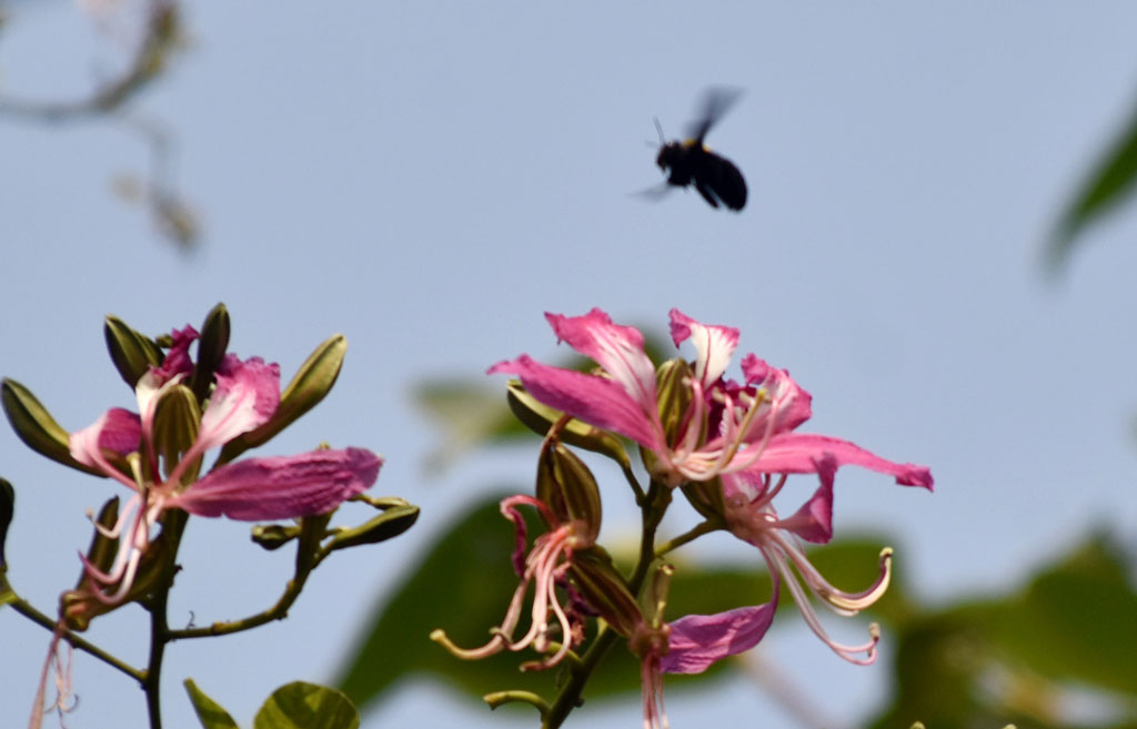 দিনের ছবি (২৬ নভেম্বর, ২০২৫)