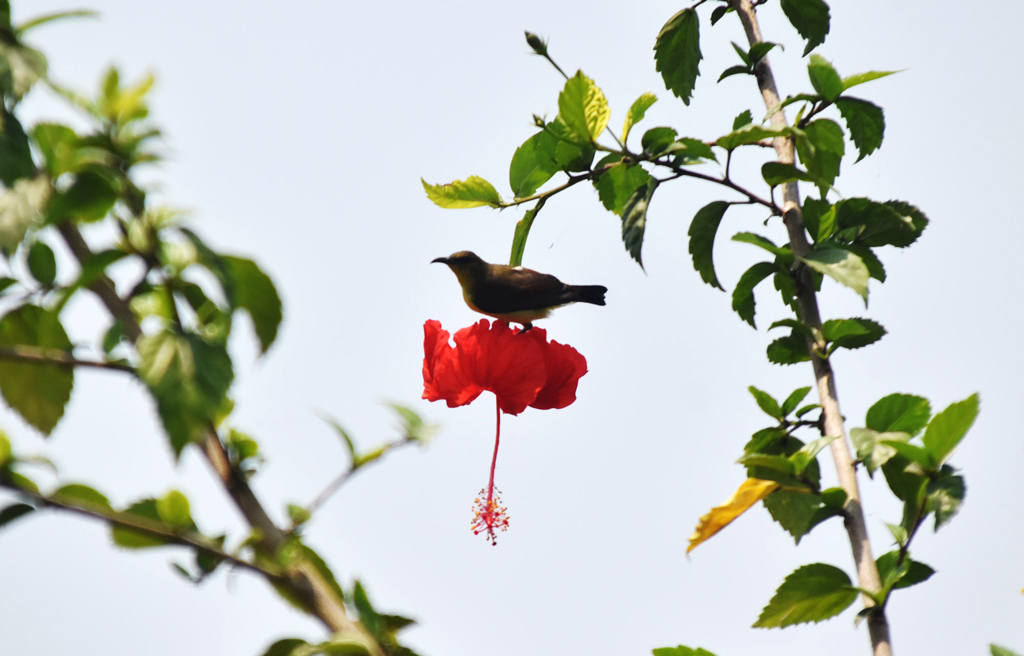 লাল জবা ফুলে বসে মধু আহরণে ব্যস্ত একটি মৌটুসি পাখি। বসন্তের উজ্জ্বল সকালে ফুলের মধু সংগ্রহে পাখিটির এমন ব্যস্ততা প্রকৃতির এক অপূর্ব দৃশ্য তুলে ধরে। রাজশাহীর পবা উপজেলার দেওপাড়া ইউনিয়নের বাংলাকান্দর এলাকায়। ছবি: মিলন শেখ