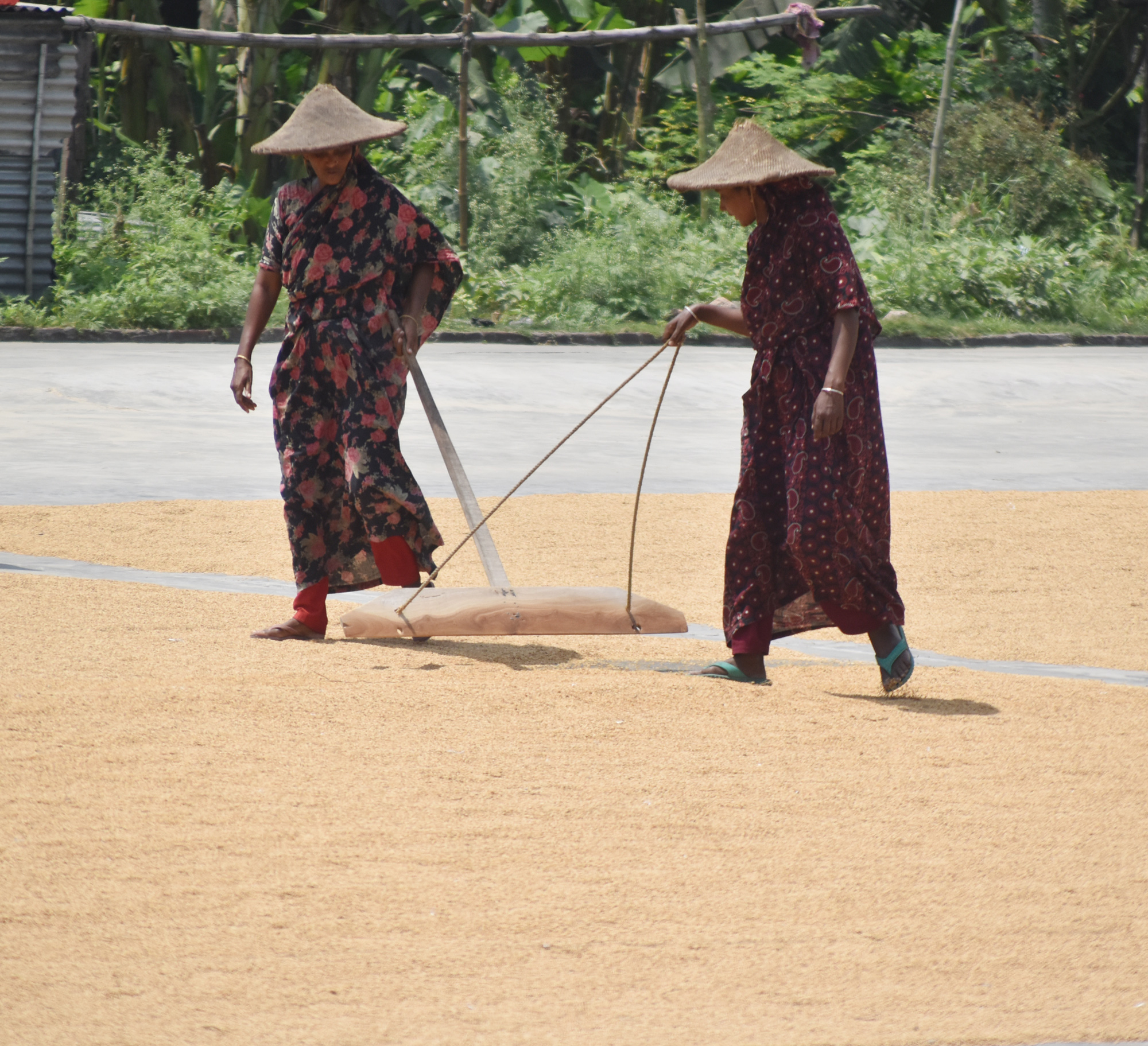 প্রচণ্ড গরমের মধ্যেও থেমে নেই ধান শুকানোর কাজ। রাজশাহীর পবা উপজেলার নওহাটা পৌরসভার নওহাটা এলাকার একটি চাতালে প্রখর রোদে মাথায় মাথাল দিয়ে ধান শুকাতে ব্যস্ত নারী ও পুরুষ শ্রমিকেরা। ছবি: মিলন শেখ