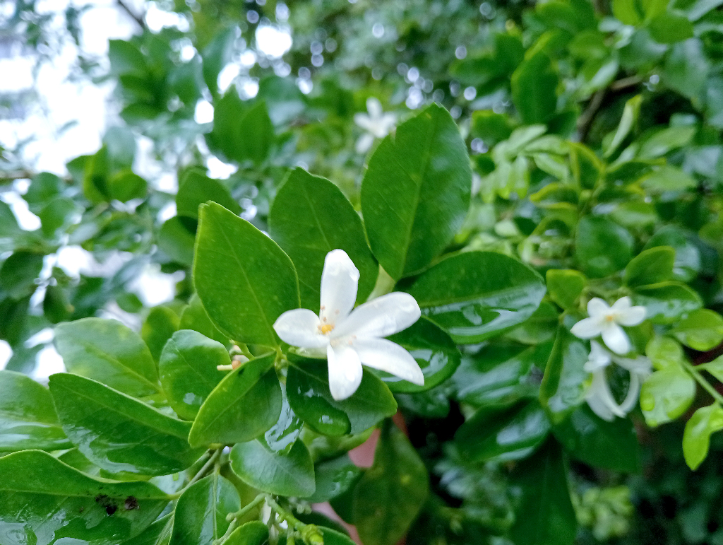 মধুকামিনী, যা মক অরেঞ্জ নামেও পরিচিত। এটি ছোট পাঁচ পাপড়িযুক্ত সাদা ও মনোমুগ্ধকর সুগন্ধি ফুলের জন্য সমাদৃত। চিরহরিৎ এ গুল্মটি বাগানের হেজ ও বনসাই হিসেবে ব্যাপকভাবে ব্যবহৃত হয়। ফুল ফোটার পাশাপাশি গাছে ধরে আকর্ষণীয় কমলা-লাল রঙের বেরি। ছবিটি নগরীর সাগরপাড়া এলাকার একটি বাড়ির পাশের বাগান থেকে তোলা। ছবি: মিলন শেখ