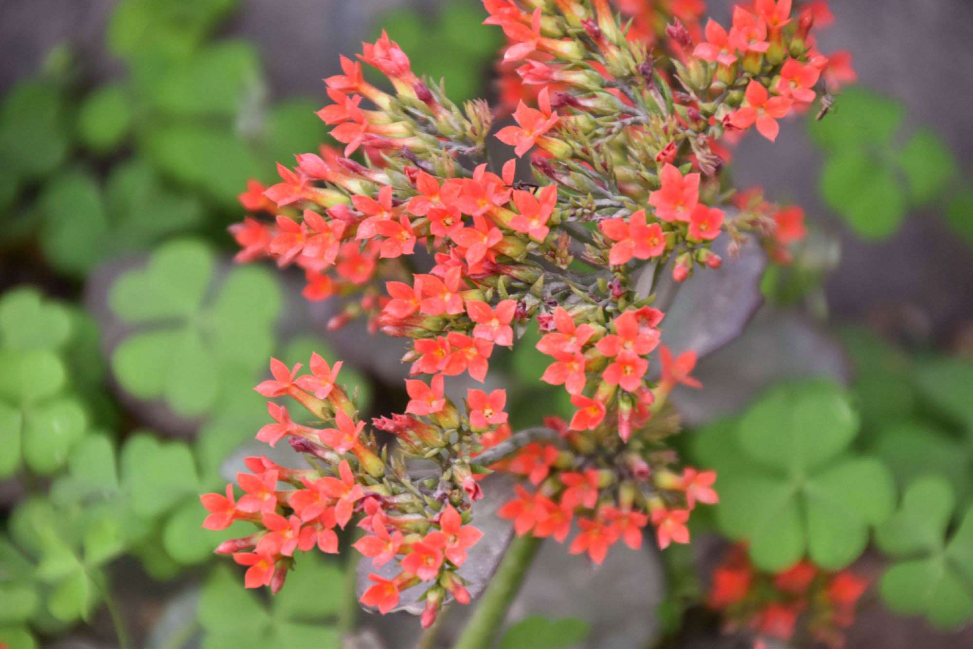 রাজশাহী নগরীর বোয়ালিয়া থানা মোড় এলাকার একটি বাগানে ফুটেছে লাল কালাঞ্চো (কালাঞ্চো ব্লসফেল্ডিয়ানা)। ছোট চার পাপড়ির ফুল ঘন গুচ্ছাকারে ফোটে। কম যত্নে বেড়ে ওঠা এই গাছ শীতে দীর্ঘ রাতে বেশি ফুল দেয়। ছবি: মিলন শেখ