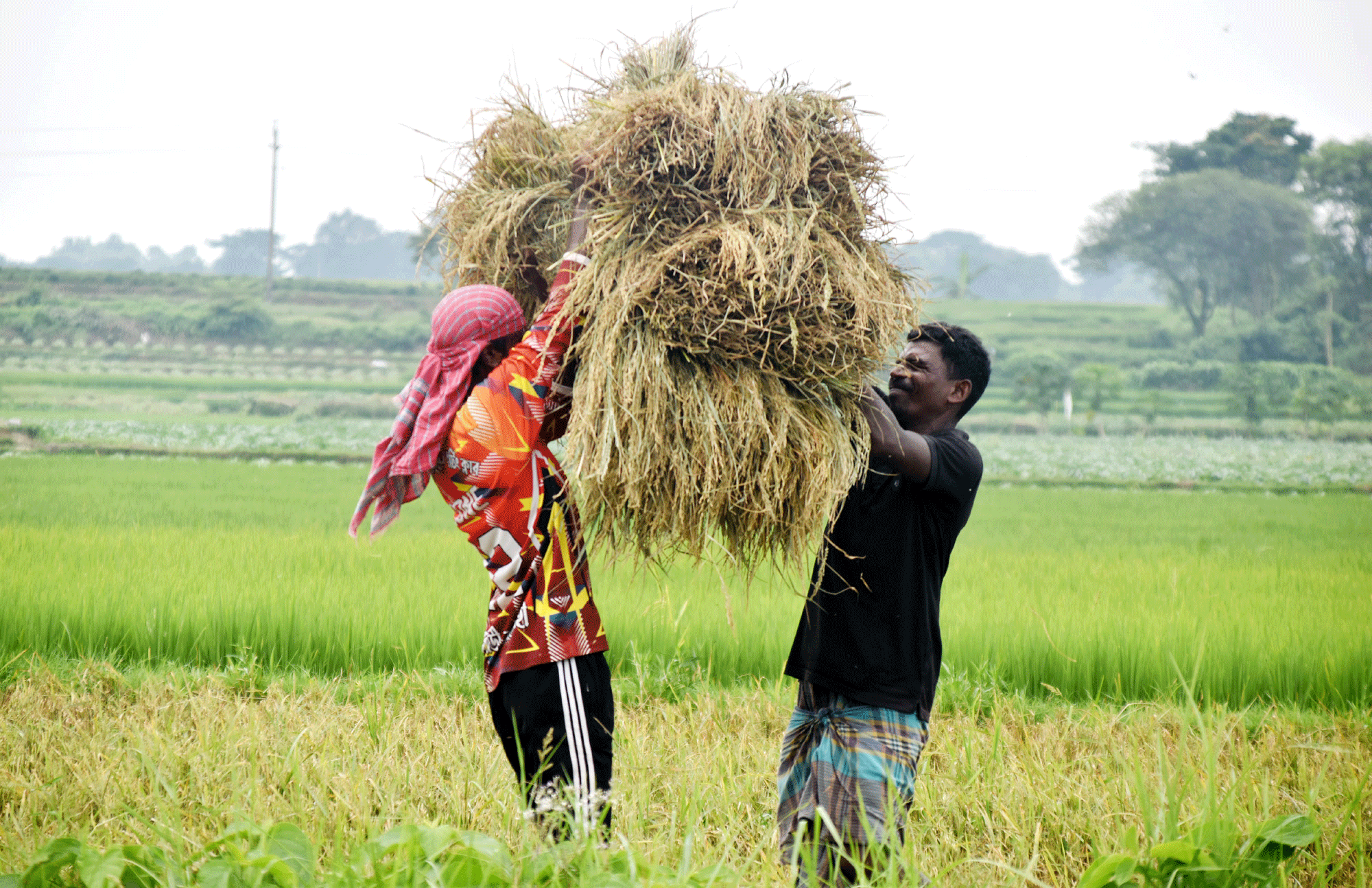 বরেন্দ্র অঞ্চলে চলছে টিয়ামন জাতের ধান কাটার মৌসুম। পাকা ধান কেটে তিন চাকার ভটভটি গাড়িতে করে বাড়ি নিয়ে যাচ্ছেন কৃষকেরা। আজ দুপুরে গোদাগাড়ী উপজেলার দেওপাড়া ইউনিয়নের ফুলবাড়ী গ্রাম থেকে তোলা। ছবি: মিলন শেখ