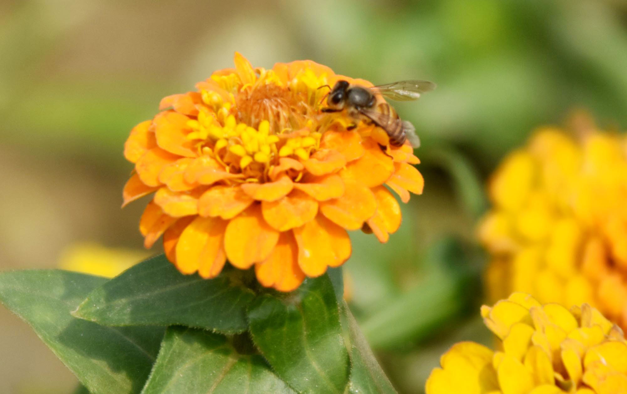 রাজশাহীর কেন্দ্রীয় শহীদ মিনার প্রাঙ্গণে ফুটে থাকা জিনিয়া এলিগ্যান্স ফুল থেকে মধু আহরণ করছে একটি মৌমাছি। ছবি: মিলন শেখ
