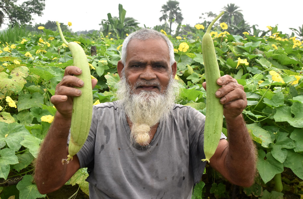 জমির মাচান থেকে বিক্রয়ের জন্য ঝিঙ্গা কাটছেন কৃষক হযরত ওমর আলী। আজ সকালে রাজশাহীর পবা উপজেলার পারিলা ইউনিয়নের তেবাড়িয়া গ্রামে। ছবি: মিলন শেখ