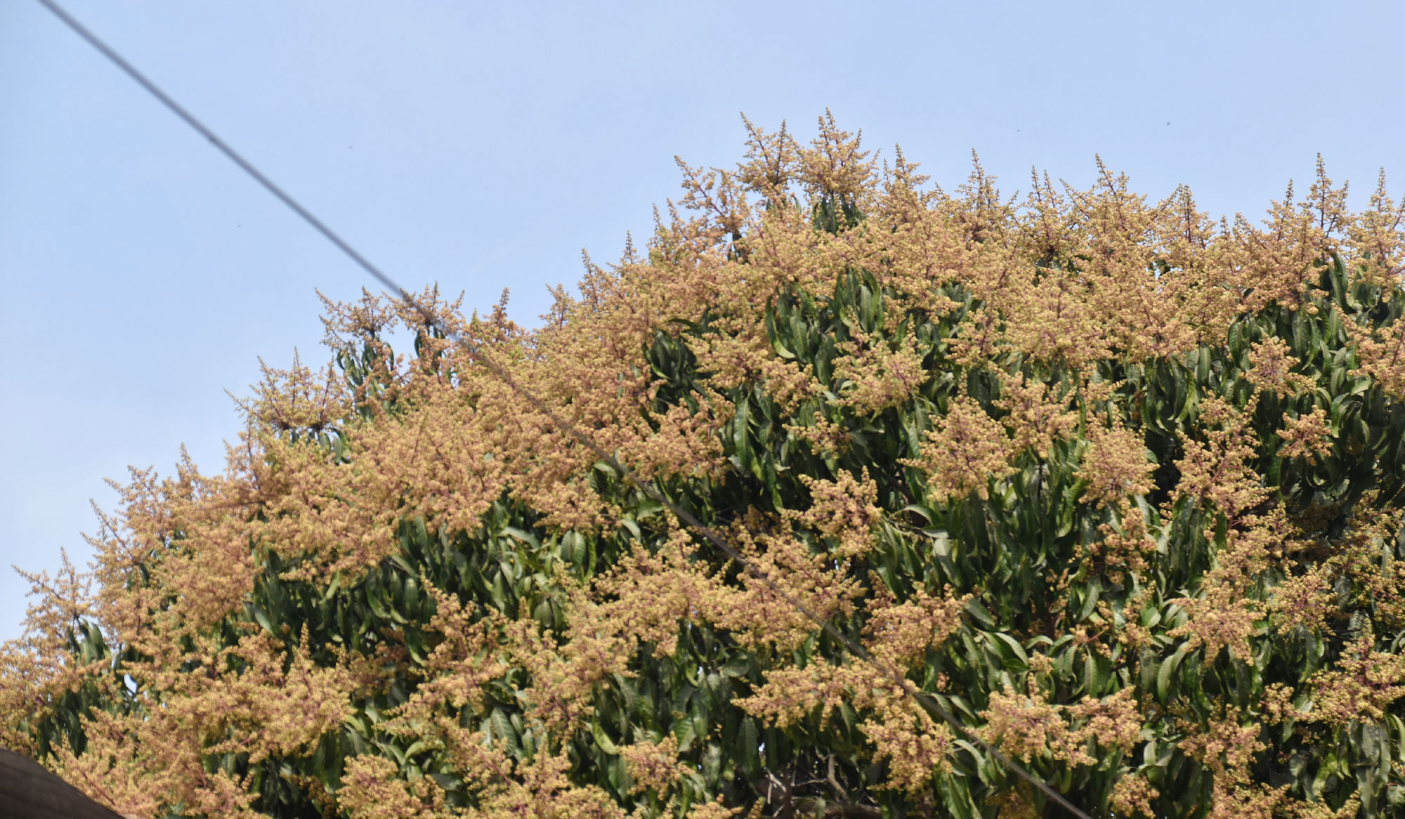 বসন্তের ছোঁয়া লেগেছে আমগাছে। মুকুলে ভরে উঠেছে চারদিক। কচি পাতার ফাঁকে সোনালি মুকুলের সমারোহে বদলে যাচ্ছে প্রকৃতির রং। আমের রাজধানী হিসেবে পরিচিত রাজশাহী অঞ্চলে মুকুলের ম-ম গন্ধ জানান দিচ্ছে আসন্ন আম মৌসুমের। রাজশাহী নগরীর বুলনপুর এলাকা থেকে তোলা। ছবি: মিলন শেখ