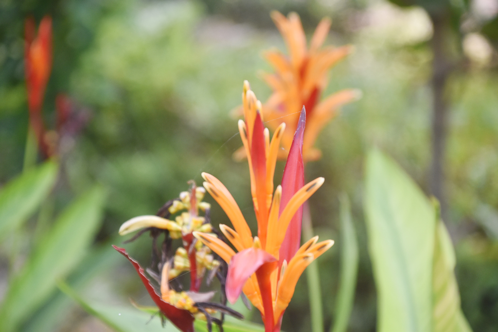 হেলিকোনিয়া একটি প্রাণবন্ত গ্রীষ্মমণ্ডলীয় ফুল। এই উদ্ভিদকে সাধারণত প্যারটস বিক, মিথ্যা স্বর্গীয় পাখি বা চিংড়ি চোষা নামে ডাকা হয়। আকর্ষণীয় রঙিন অংশগুলো আসলে পরিবর্তিত পাতা, যাকে ব্র্যাক্ট বলা হয়, যা ভেতরের আসল ফুলগুলোকে রক্ষা করে। রাজশাহী সার্কিট হাউসের ফুলবাগান থেকে তোলা। ছবি: মিলন শেখ