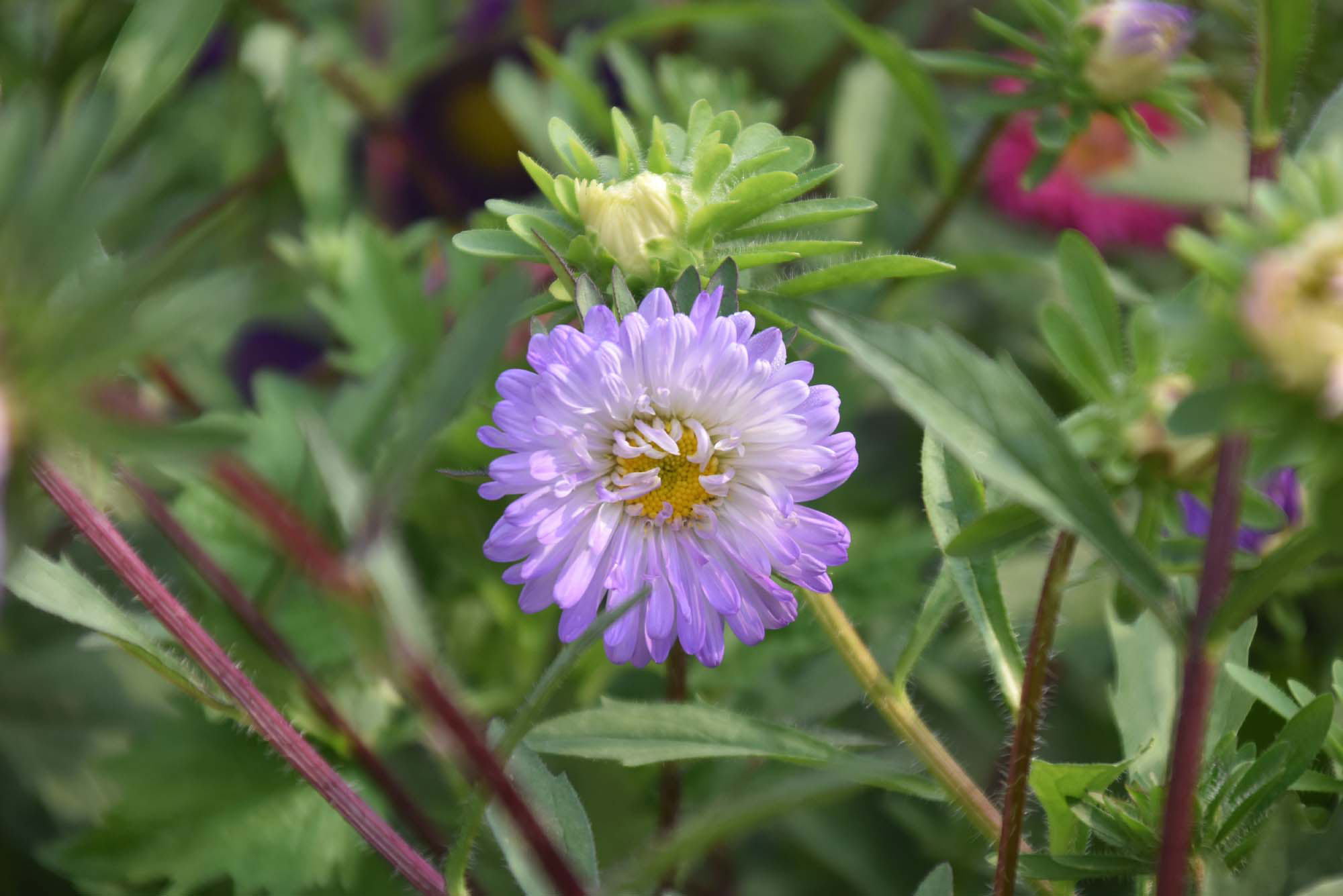 অ্যাস্টার অ্যাস্টেরেসি পরিবারের একটি ফুল, যা ডেইজির মতো গঠনের জন্য পরিচিত। উজ্জ্বল হলুদ কেন্দ্রের চারপাশে সূক্ষ্ম বেগুনি পাপড়ির স্তর বিকিরণ করে ফুলটি। অ্যাস্টারের ১৮০টির বেশি প্রজাতি রয়েছে, যার বেশির ভাগই ভেষজ বহুবর্ষজীবী। জনপ্রিয় জাতের মধ্যে রয়েছে নিউ ইংল্যান্ড অ্যাস্টার ও ‘উডস পার্পল’ অ্যাস্টার। গ্রিক দেবী অ্যাস্টেরিয়ার নামানুসারেই ফুলটির নামকরণ করা হয়, যা প্রেমের প্রতীক হিসেবে বিবেচিত। রাজশাহী বিশ্ববিদ্যালয়ের একটি ফুলবাগান থেকে তোলা। ছবি: মিলন শেখ