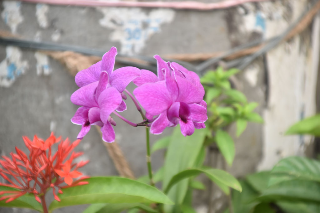 বেগুনি রঙের ডেনড্রোবিয়াম অর্কিড, যা অর্কিডের একটি বৃহৎ প্রজাতি। এটি মথ অর্কিড নামেও পরিচিত। এরা তাদের লম্বা ফুলের ডাল এবং প্রাণবন্ত ফুলের জন্য পরিচিত, যা বেগুনি, গোলাপি, সাদাসহ বিভিন্ন রঙের হতে পারে। এরা সাধারণত নাতিশীতোষ্ণ অঞ্চলে বেড়ে ওঠে এবং ছায়াময় ও আর্দ্র স্থান পছন্দ করে। ছবিটি রাজশাহী নগরীর সাহেববাজার জিরো পয়েন্ট এলাকায় টব থেকে তোলা। ছবি: মিলন শেখ