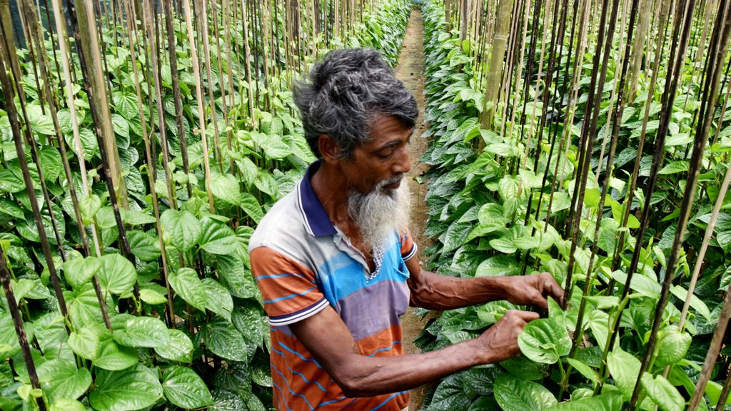 ভোরের আলো ফুটতেই বরজে ব্যস্ত সময় পার করছেন কৃষকেরা। বরজের ভেতরে পানের পরিচর্যা শেষে বাজারে বিক্রির জন্য ডালিতে সাজিয়ে রাখা হচ্ছে তাজা পান। ছবিটি রাজশাহীর পবা উপজেলার পারিলা ইউনিয়নের ঘোলহাড়িয়া গ্রাম থেকে তোলা। ছবি: মিলন শেখ