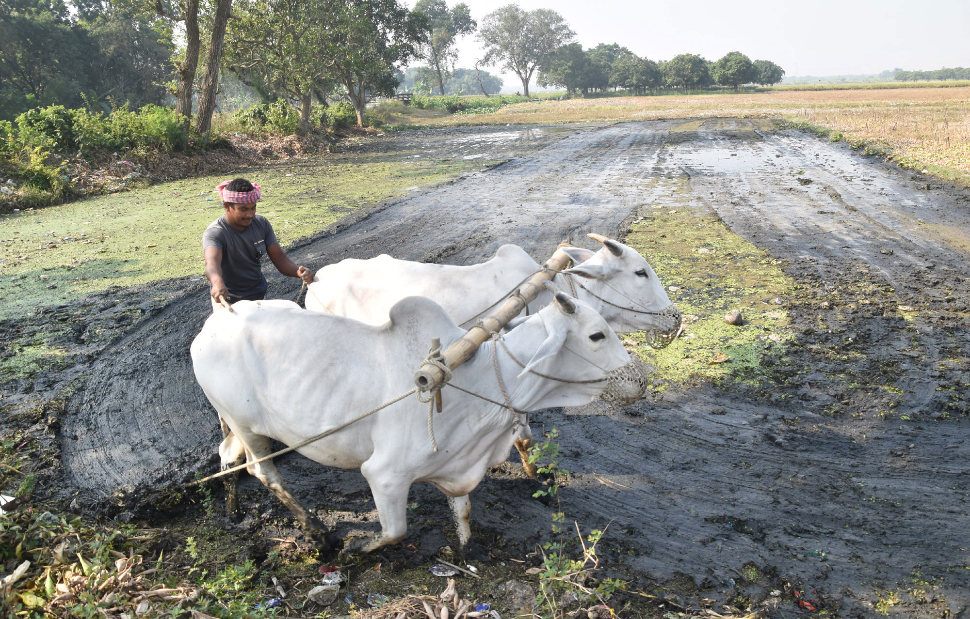 বরেন্দ্র অঞ্চলের জমিতে নতুন আবাদের প্রস্তুতি। চিরায়ত গ্রামীণ ঐতিহ্য গরু দিয়ে মই টেনে জমি প্রস্তুত করছেন এক কৃষক। ছবিটি রাজশাহীর পবা উপজেলার নওহাটা পৌরসভা এলাকার একটি বিল থেকে ক্যামেরাবন্দী করেছেন মিলন শেখ।