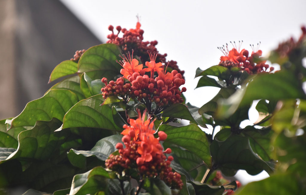 ক্লেরোডেনড্রাম স্প্লেন্ডেন্স। এটি সাধারণভাবে জ্বলন্ত গ্লোরিবাওয়ার বা গ্লোরি ট্রি নামে পরিচিত। গ্রীষ্মমণ্ডলীয় পশ্চিম আফ্রিকার এই চিরহরিৎ আরোহী ঝোপজাতীয় উদ্ভিদটি প্রায় ৩ মিটার লম্বা হয়। ঘন গুচ্ছে ফোটা উজ্জ্বল লাল, নলাকার ফুল এর প্রধান বৈশিষ্ট্য। আংশিক ছায়া থেকে পূর্ণ রোদ এবং আর্দ্র, ভালো নিষ্কাশনযুক্ত মাটিতে এটি ভালোভাবে বেড়ে ওঠে। রাজশাহী নগরীর গুড়িপাড়া এলাকার একটি বাড়ির সামনের গেট থেকে তোলা। ছবি: মিলন শেখ