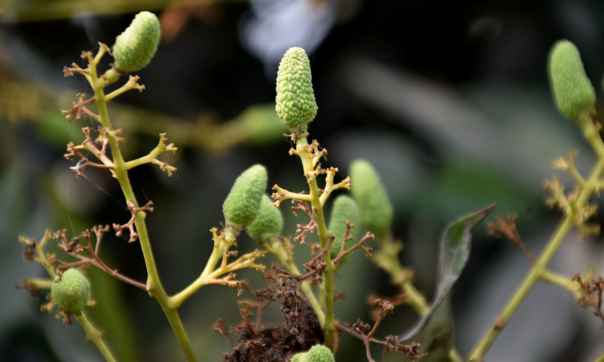 গরমের সুস্বাদু ফল লিচু। গাছে গাছে এখন কাঁচা ছোট ছোট লিচুর থোকা ঝুলছে। রাজশাহী নগরের বারো রাস্তার মোড় এলাকার একটি লিচুবাগান থেকে তোলা। ছবি: মিলন শেখ