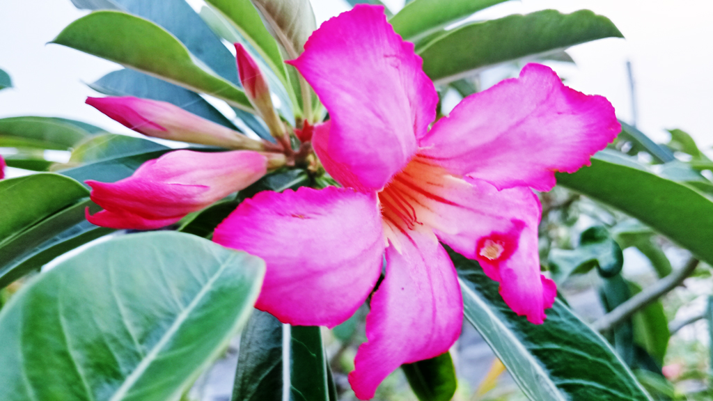 দিনের ছবি (৪ আগষ্ট , ২০২৬)