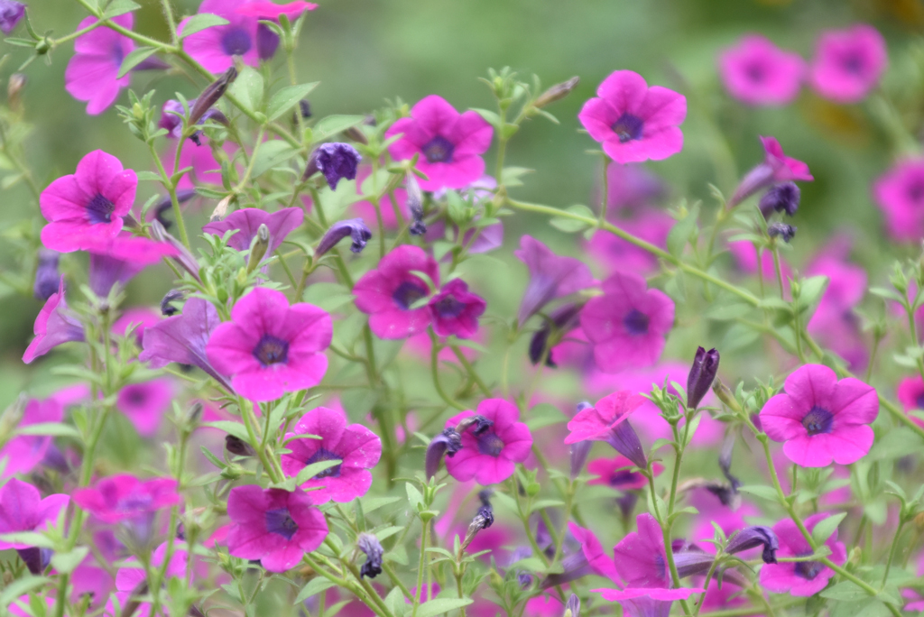 সারফিনিয়া পিটুনিয়া ফুলের প্রাণবন্ত গুচ্ছ। এই গাছগুলো লতানো স্বভাবের জন্য পরিচিত, যে কারণে এগুলো ঝুলন্ত ঝুড়ি এবং জানালার টবের জন্য জনপ্রিয়। সাধারণত বসন্তের শেষভাগ থেকে প্রচুর পরিমাণে ফুল ফুটতে শুরু করে। রাজশাহী নগরীর রেশম বোট ভবনের ফুলবাগান থেকে তোলা। ছবি: মিলন শেখ