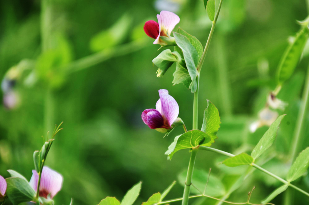 ল্যাথিরাস স্যাটিভাসের নীল ফুল। স্থানীয়ভাবে এটি ঘাস মটর বা ভারতীয় মটর নামে পরিচিত। ফ্যাবেসি (Fabaceae) পরিবারের এই উদ্ভিদ বার্ষিক শিমজাতীয় ফসল। মানুষের খাদ্য ও গবাদিপশুর খাবার হিসেবে এটি চাষ করা হয়। গাছে আকর্ষণীয় নীল ফুল ফোটে, প্রায়ই গোলাপি রঙের কেন্দ্রবিন্দু থাকে। রাজশাহীর মেহেরচন্ডি পশ্চিম পাড়ার মাঠ থেকে তোলা। ছবি: মিলন শেখ