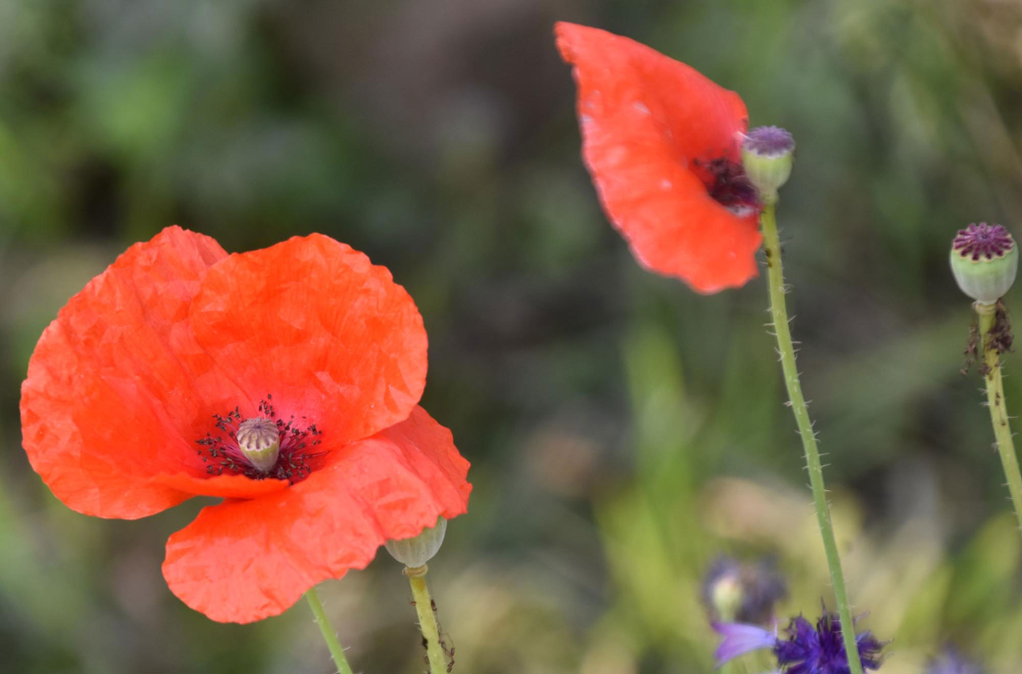 পাপাভার রোয়াস (রেড পপি বা কর্ন পপি), যা তার উজ্জ্বল লাল পাপড়ি ও গাঢ় কেন্দ্রের জন্য পরিচিত। স্মৃতির প্রতীক হিসেবে ব্যবহৃত এই বুনোফুল সাধারণত রোদযুক্ত ও সুনিষ্কাশিত মাটিতে জন্মায়। ছবিটি রাজশাহী নগরীর শাহ মখদুম থানা এলাকার একটি বাগান থেকে তোলা। ছবি: মিলন শেখ