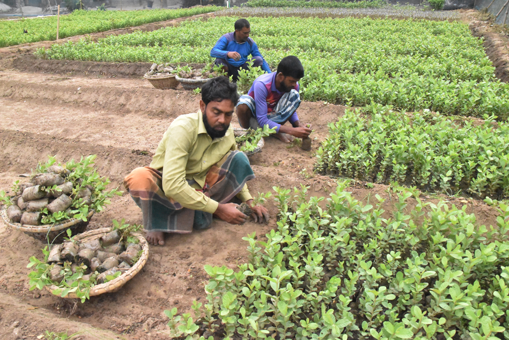 রাজশাহীর পবা উপজেলার বড়গাছি ইউনিয়নের ভবানীপুর গ্রামে বরেন্দ্র অঞ্চলে পেয়ারার চারা গাছ এক স্থান থেকে অন্য স্থানে নিয়ে জমিতে সাজিয়ে রাখছেন কৃষকেরা। প্রতি চারা ৩৫ টাকা দরে বিক্রি হচ্ছে। ছবি: মিলন শেখ