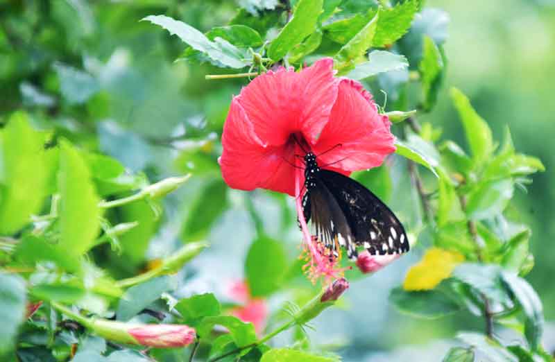 জবা ফুল থেকে মধু আহরণ করে প্রজাপতি। ছবিটি গোদাগাড়ী উপজেলার দেওপাড়া ইউনিয়ন ডাইংপাড়া গির্জার সামনে থেকে তোলা। ছবি: মিলন শেখ