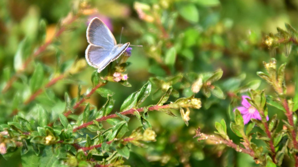 বেগুনি রঙের প্রাণবন্ত ফুল থেকে মধু আহরণে মগ্ন এক মনোমুগ্ধকর প্রজাপতি। প্রকৃতির এই অপরূপ দৃশ্যটি ক্যামেরাবন্দী হয়েছে রাজশাহী নগরীর সার্কিট হাউস প্রাঙ্গণ থেকে। ছবি: ছবি মিলন শেখ