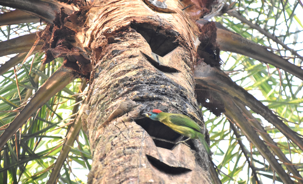 শীতের সকালে খেজুরগাছ থেকে রসের হাঁড়ি নামানোর পর গাছ বেয়ে ঝরছে রস। সেই রস খাচ্ছে বুলবুলিসহ অন্যান্য পাখি। রাজশাহীর পুঠিয়া উপজেলার বেলপুকুর ইউনিয়নের বেলপুকুর এলাকার রাস্তার পাশ থেকে তোলা। ছবি: মিলন শেখ