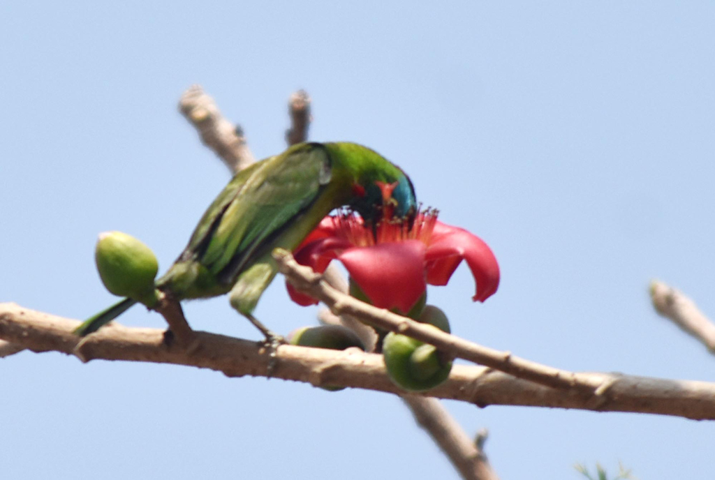 রাজশাহীর সিটিরহাট এলাকায় ফুটে থাকা লাল শিমুল ফুল থেকে মধু আহরণ করছে নীল গলাযুক্ত বারবেট পাখি। বর্ণিল এই পাখিটি ফল ও ফুল খেয়ে জীবনধারণ করে এবং এশিয়ার বিভিন্ন বনাঞ্চলে দেখা যায়। ছবি: মিলন শেখ