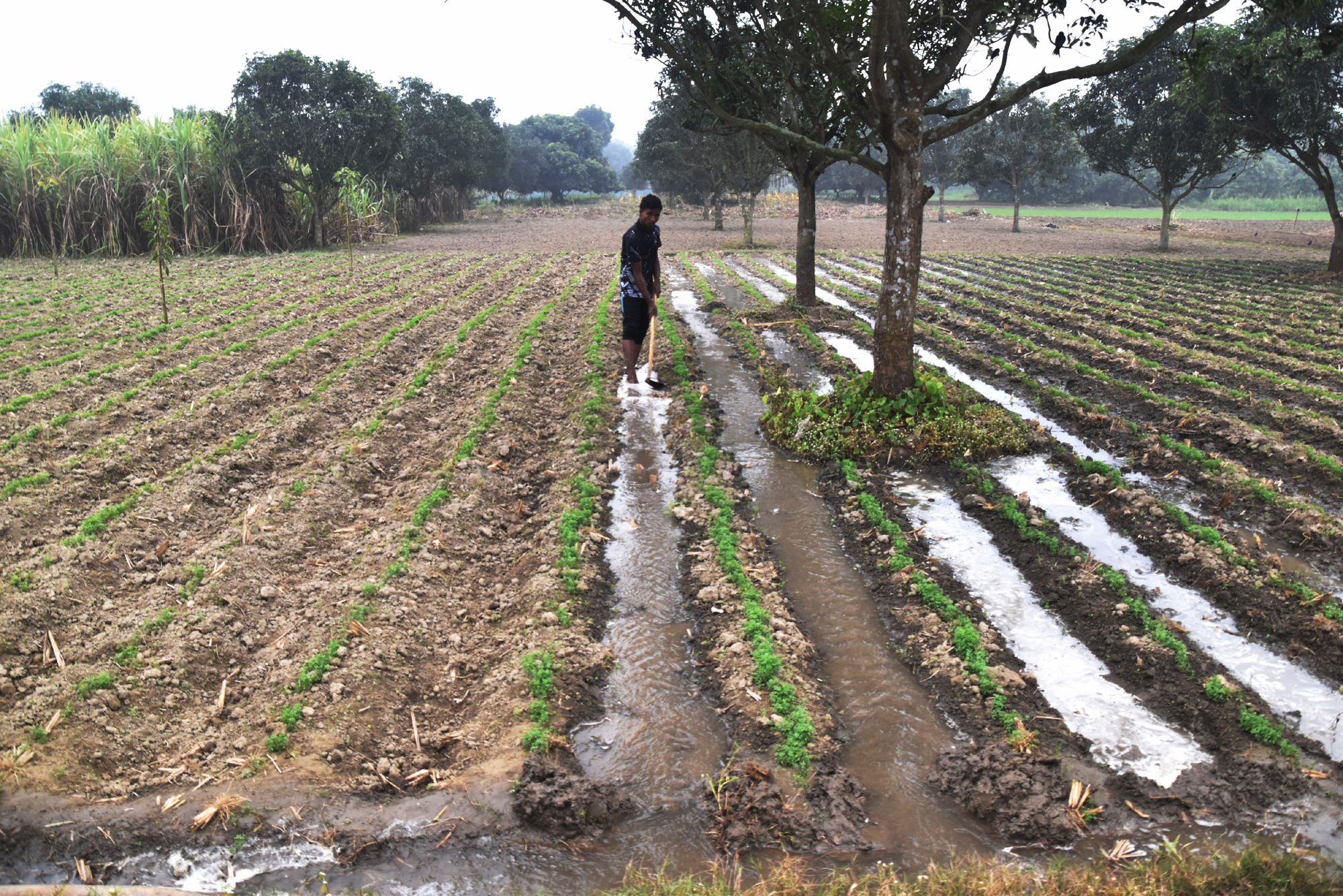 শীতের সকালে আখ ও খেসারি ডালের জমিতে পানি দিচ্ছেন এক কৃষকসন্তান। কোদাল দিয়ে জমিতে পানি যাওয়ার পথ বানিয়ে দিচ্ছেন তিনি। আজ শুক্রবার সকালে পবা উপজেলার পারিলা ইউনিয়ন এলাকার একটি জমি থেকে তোলা। ছবি: মিলন শেখ