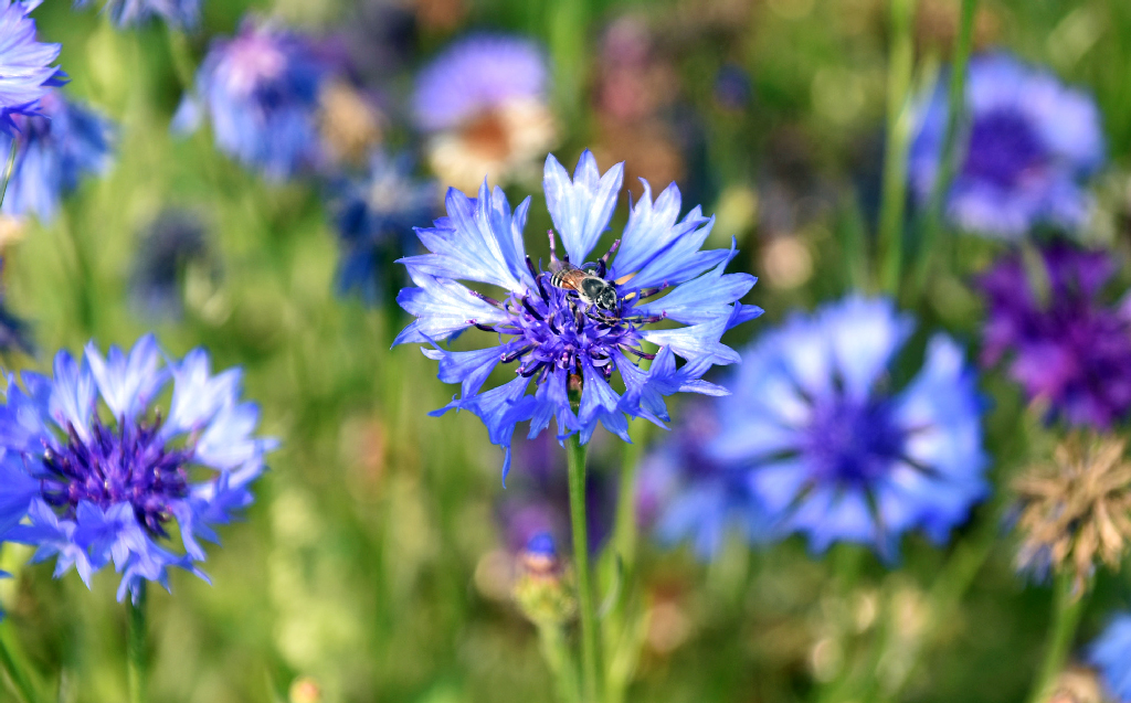রাজশাহী নগরের আরডি ভবনের ফুলবাগানে ফুটেছে কফ্লাওয়ার বা কর্নফ্লাওয়ার (বৈজ্ঞানিক নাম Centaurea cyanus), যা ব্যাচেলর’স বাটন নামেও পরিচিত। উজ্জ্বল নীল ও সূক্ষ্ম পাপড়ির এই বর্ষজীবী ফুল পরাগবাহী পোকামাকড়, বিশেষ করে মৌমাছি ও প্রজাপতির কাছে আকর্ষণীয়। রৌদ্রোজ্জ্বল ও সুনিষ্কাশিত মাটিতে ভালো জন্মানো এই গাছের উচ্চতা সাধারণত ২০ থেকে ৮০ সেন্টিমিটার হয়। বাংলায় এটি ‘নীল চন্দনা’ নামে পরিচিত। ছবি: মিলন শেখ